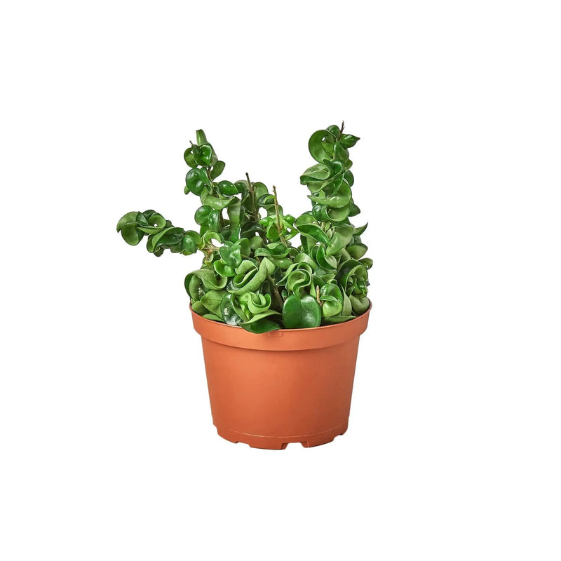 Hoya Rope Plant House Plant Wholesale