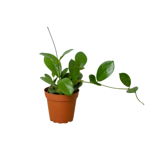 Hoya 'Australis' House Plant Wholesale