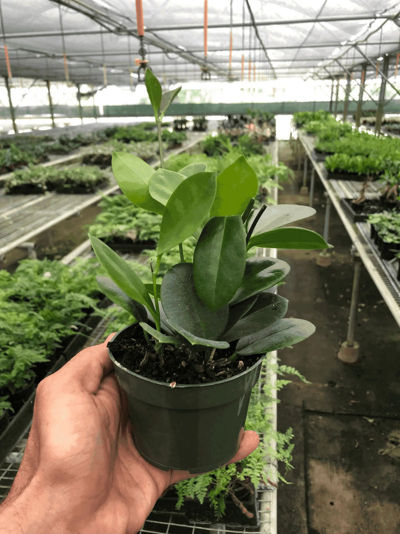 Hoya 'Australis' House Plant Wholesale