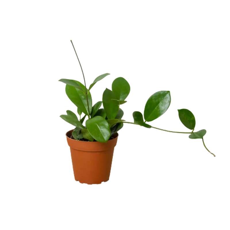 Hoya 'Australis' House Plant Wholesale