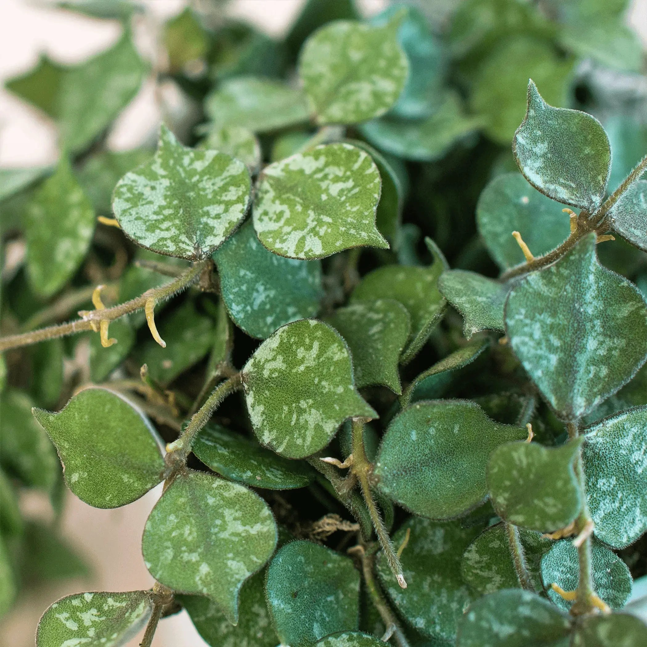 Hoya 'Curtisii' House Plant Wholesale