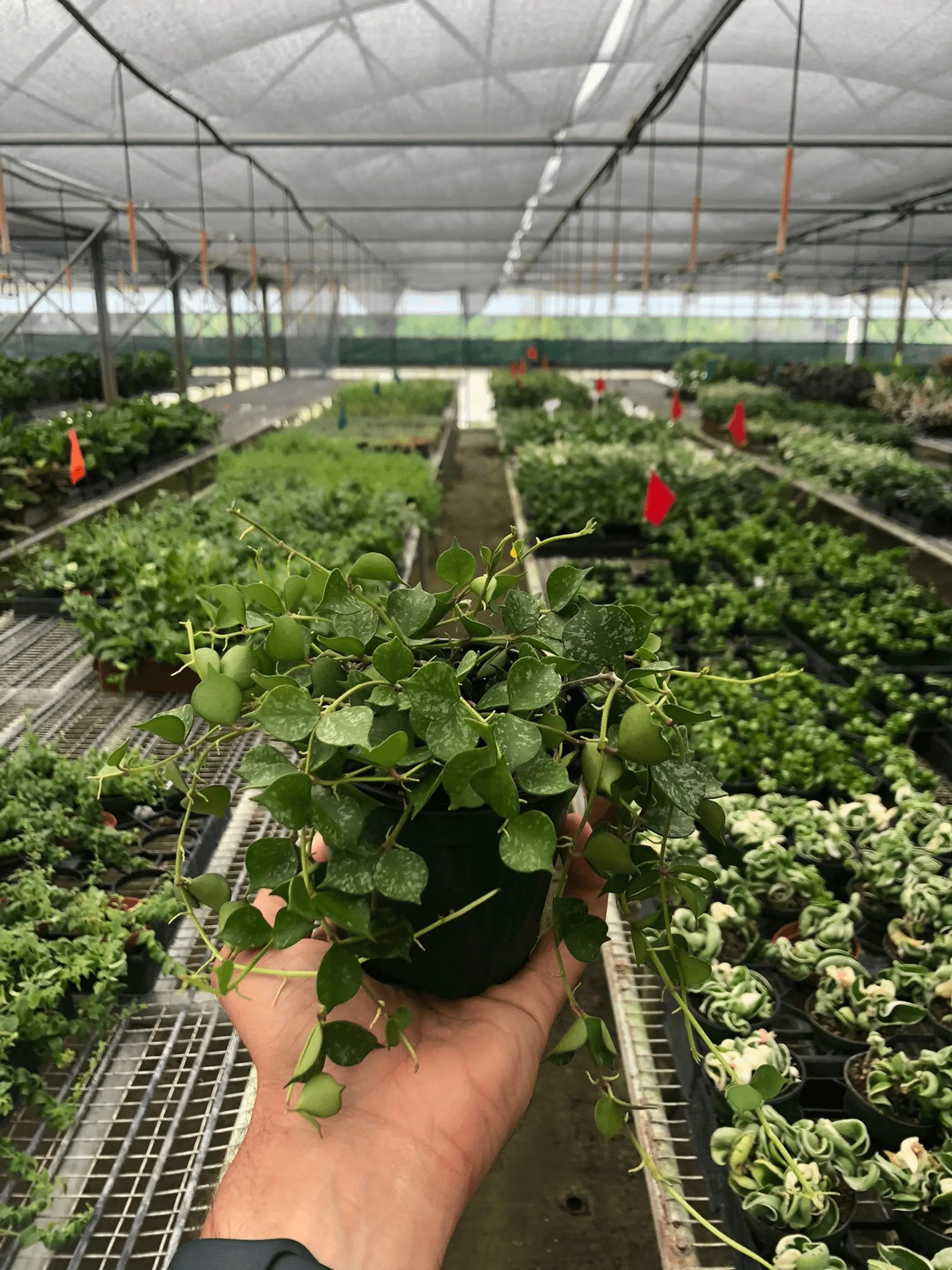Hoya 'Curtisii' House Plant Wholesale