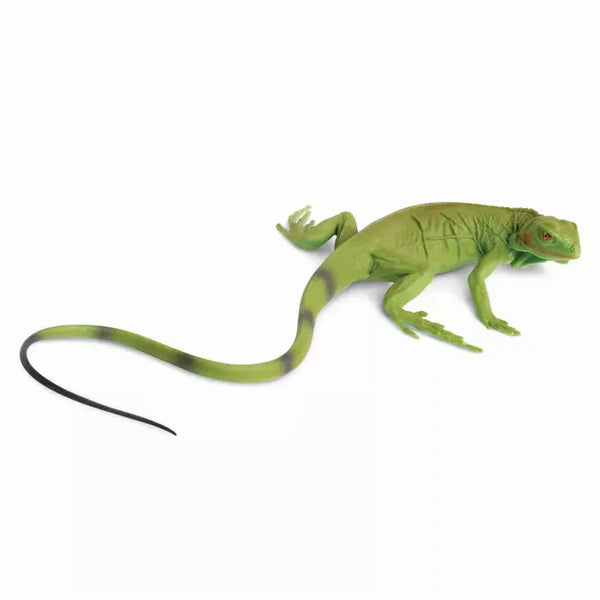 Iguana Baby Safari LTD