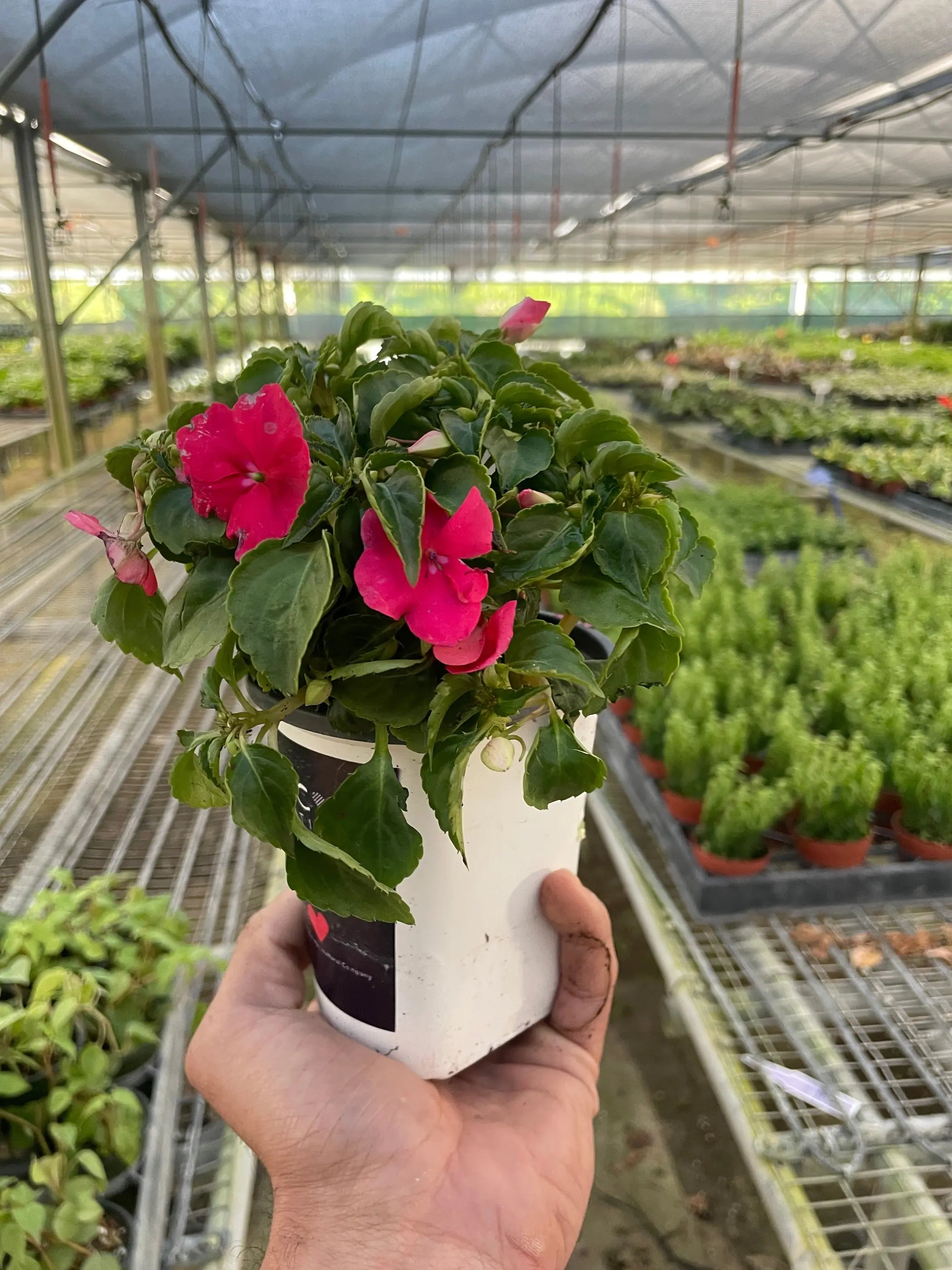 Impatiens House Plant Wholesale