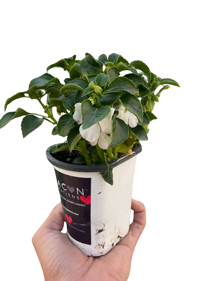 Impatiens House Plant Wholesale