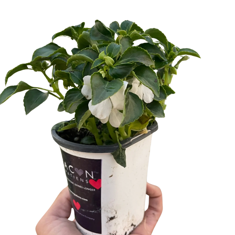 Impatiens House Plant Wholesale