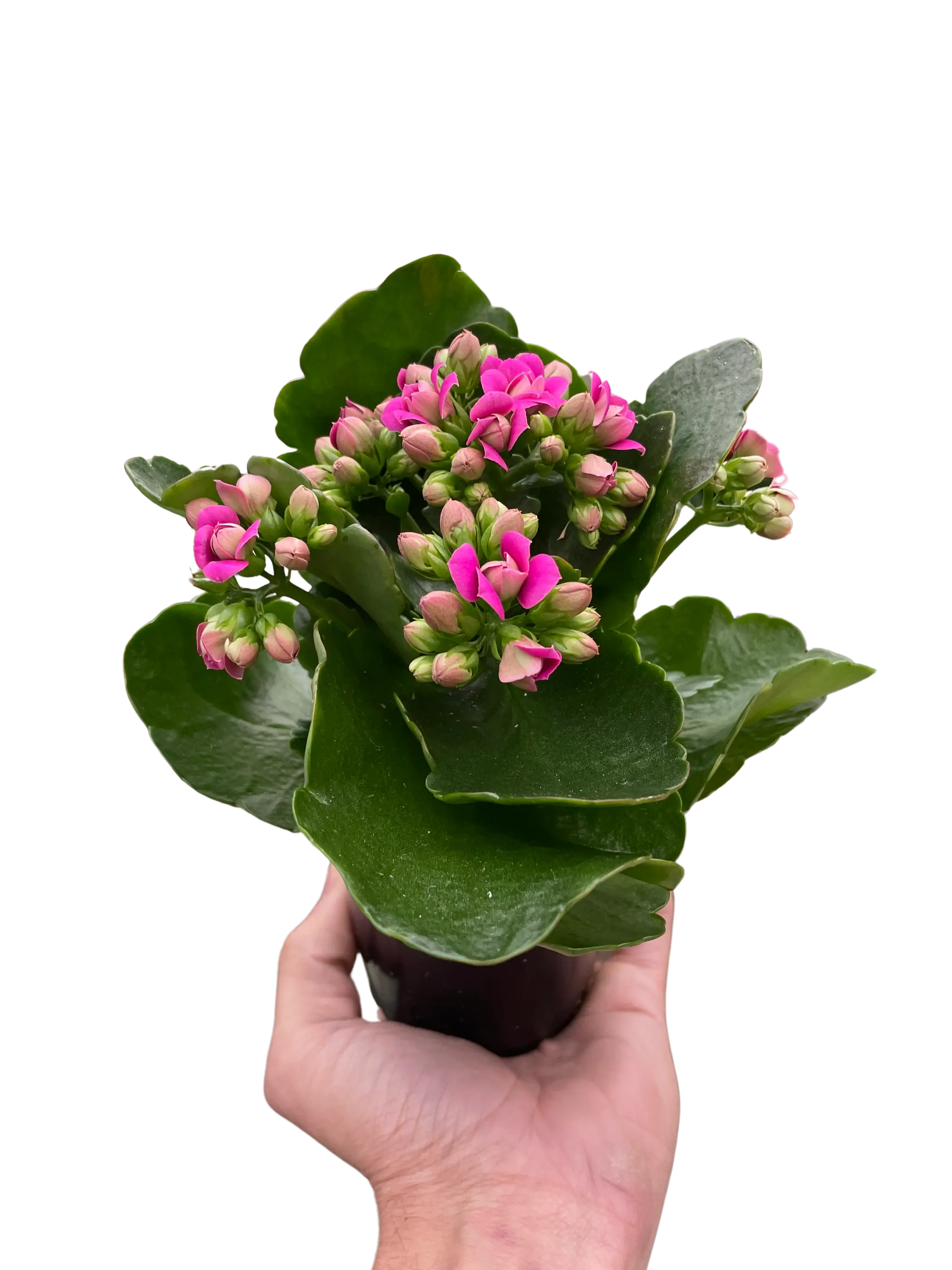 Vibrant pink Kalanchoe plant in a black pot with lush green leaves, ideal for home decor and gifting.