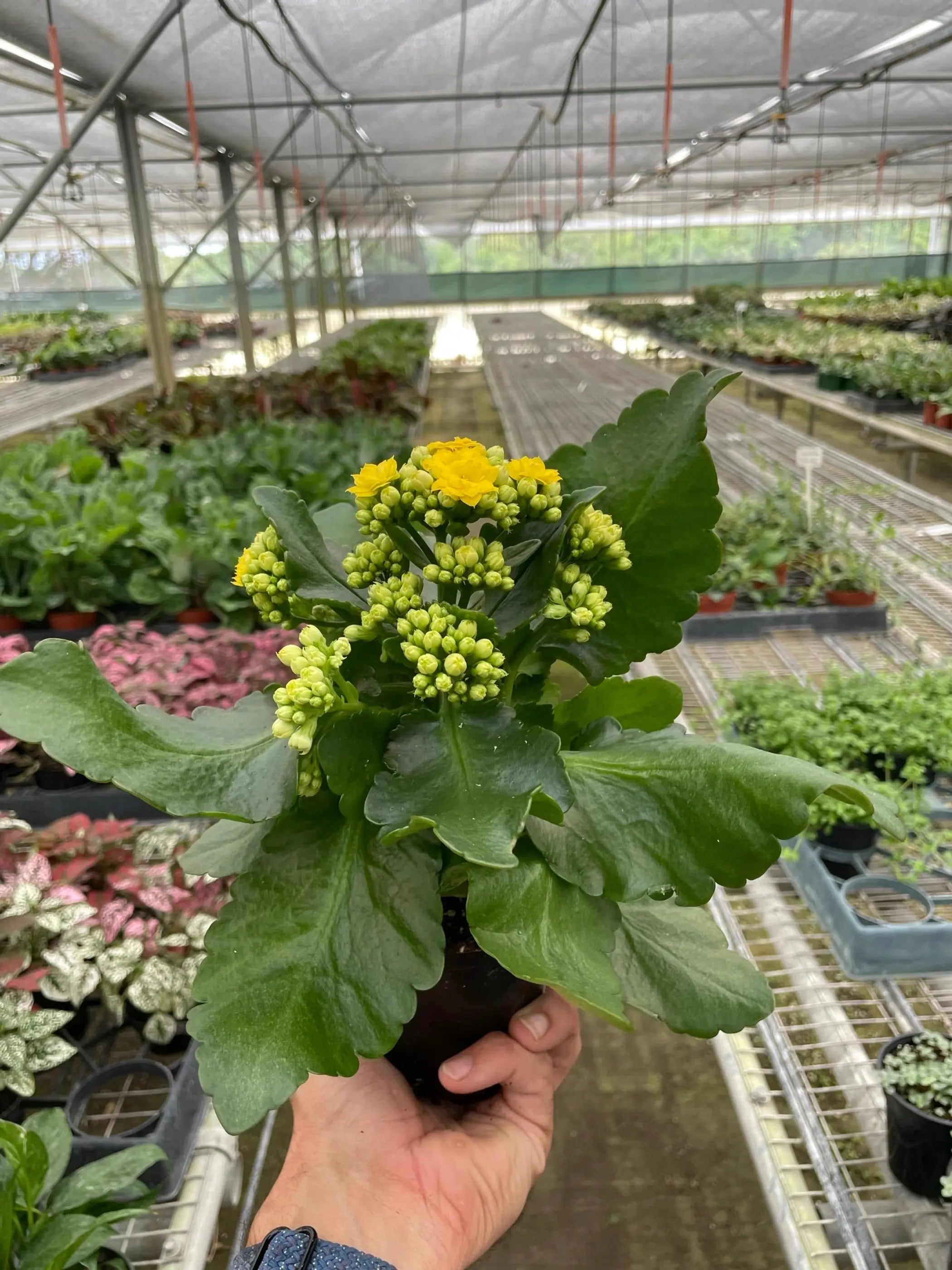 Yellow kalanchoe plant with lush green leaves, ideal for indoor decor, set in a black pot, thriving in a greenhouse.