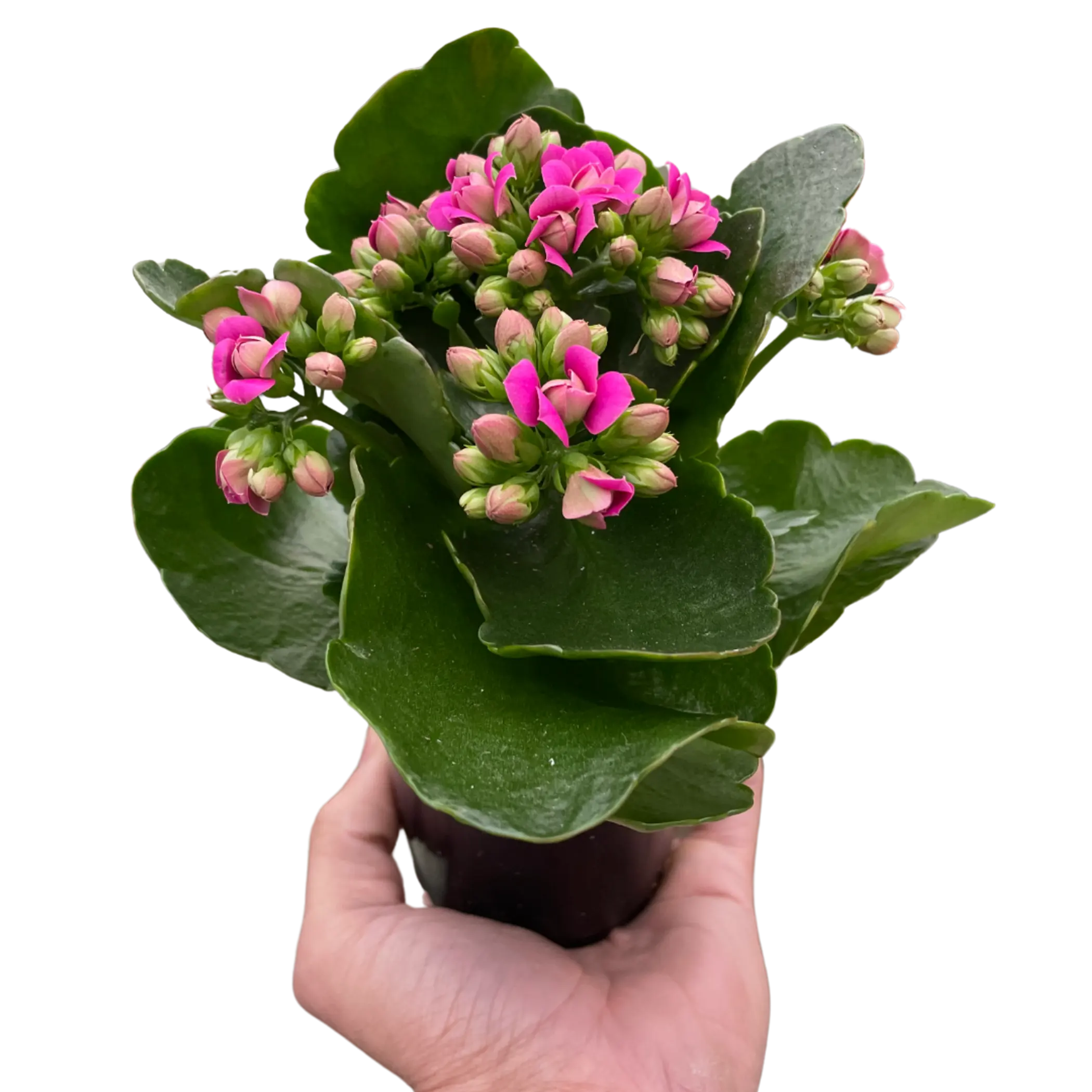 Pink Kalanchoe plant in a black pot, featuring vibrant blooms and lush green foliage, perfect for home decor.