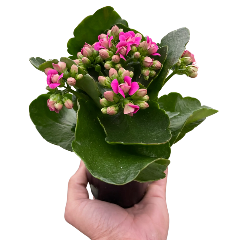 Pink Kalanchoe plant in a black pot, featuring vibrant blooms and lush green foliage, perfect for home decor.