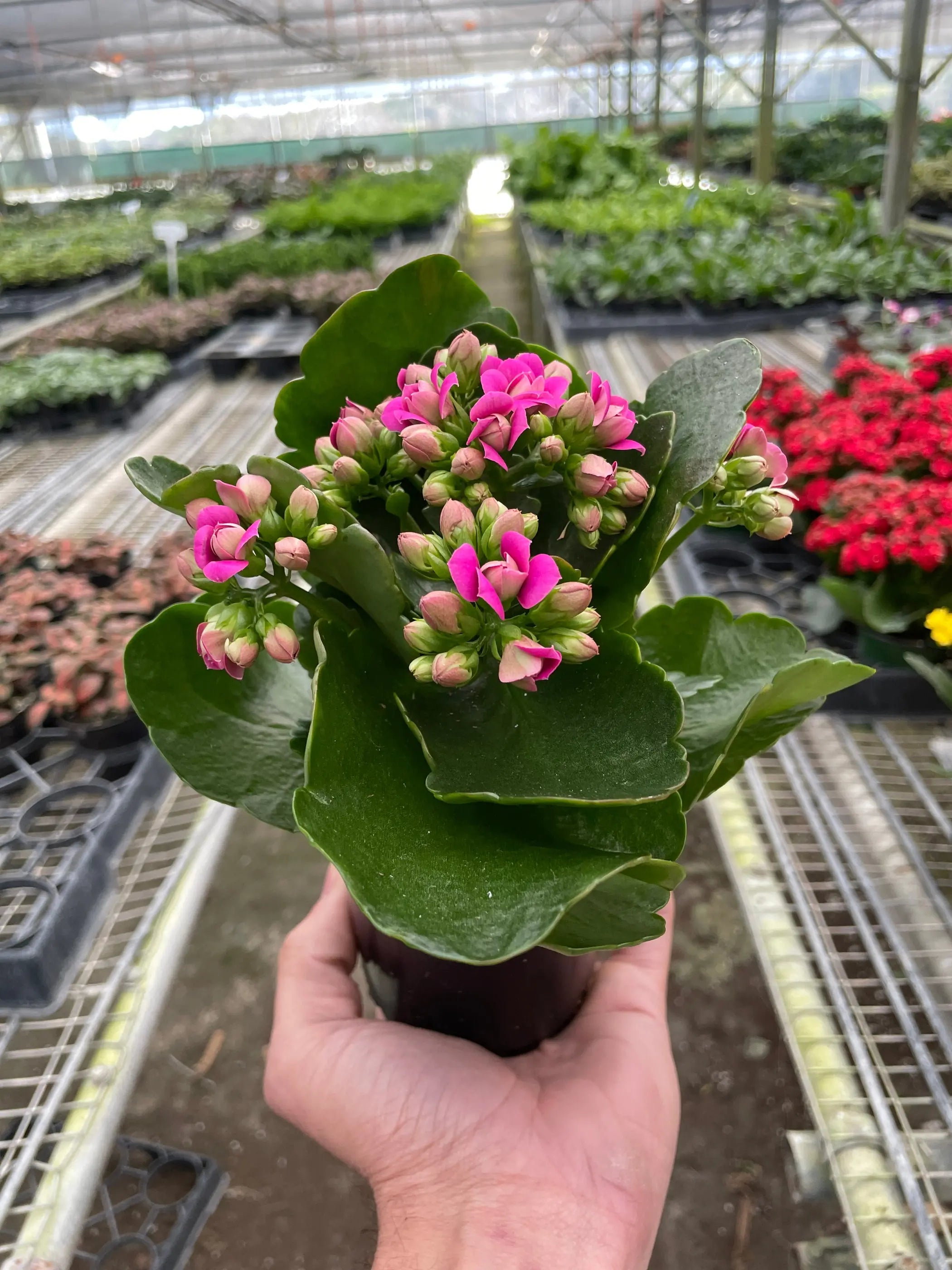 Vibrant pink Kalanchoe plant in a black pot, set against a lush greenhouse background.