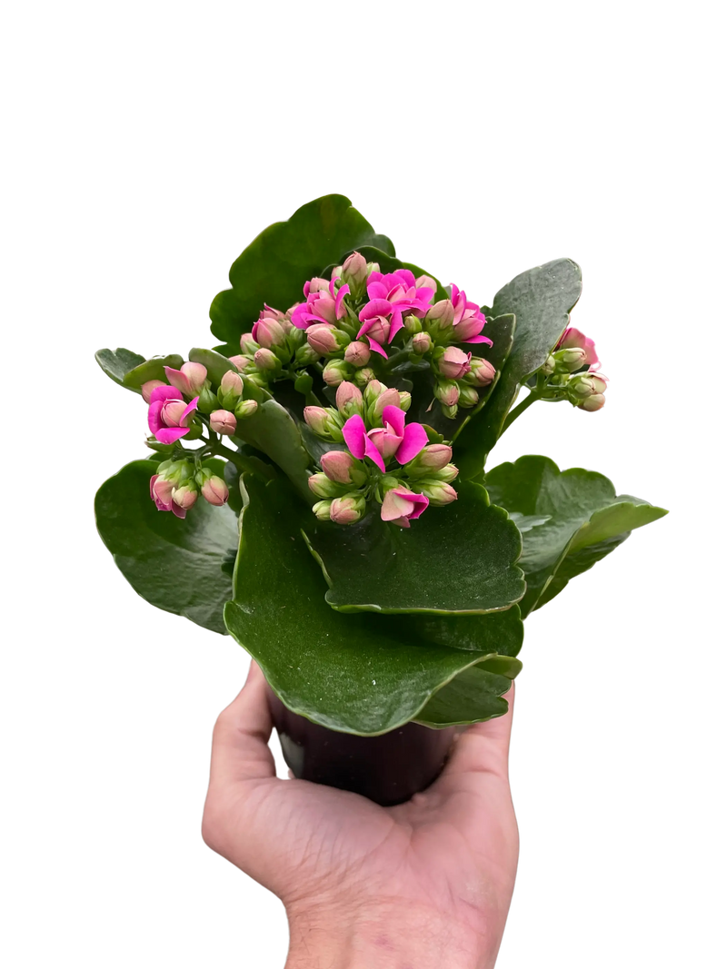 Vibrant pink Kalanchoe plant in black pot, featuring lush green leaves, perfect for home decor or gifting.