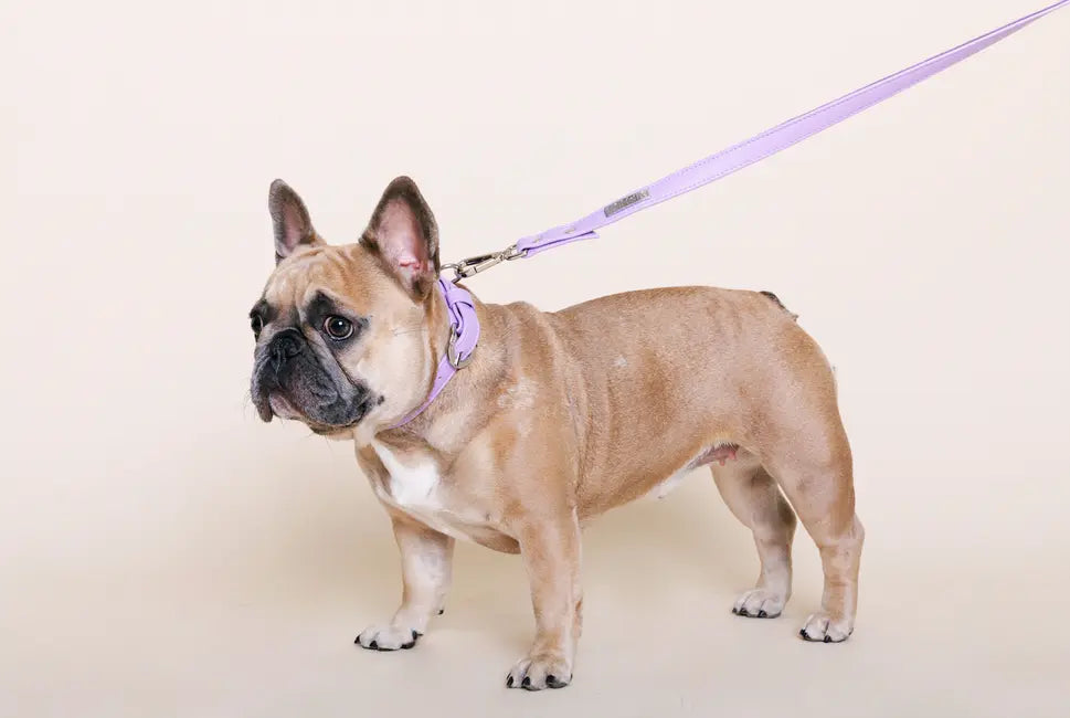 Lavender Cactus Collar DIPHDA