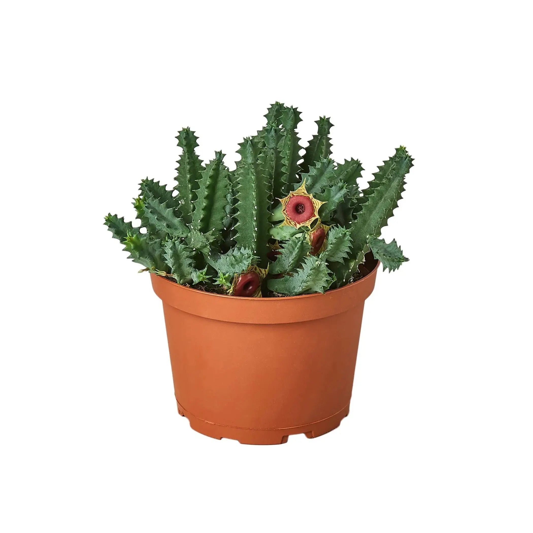 Lifesaver Cactus House Plant Wholesale