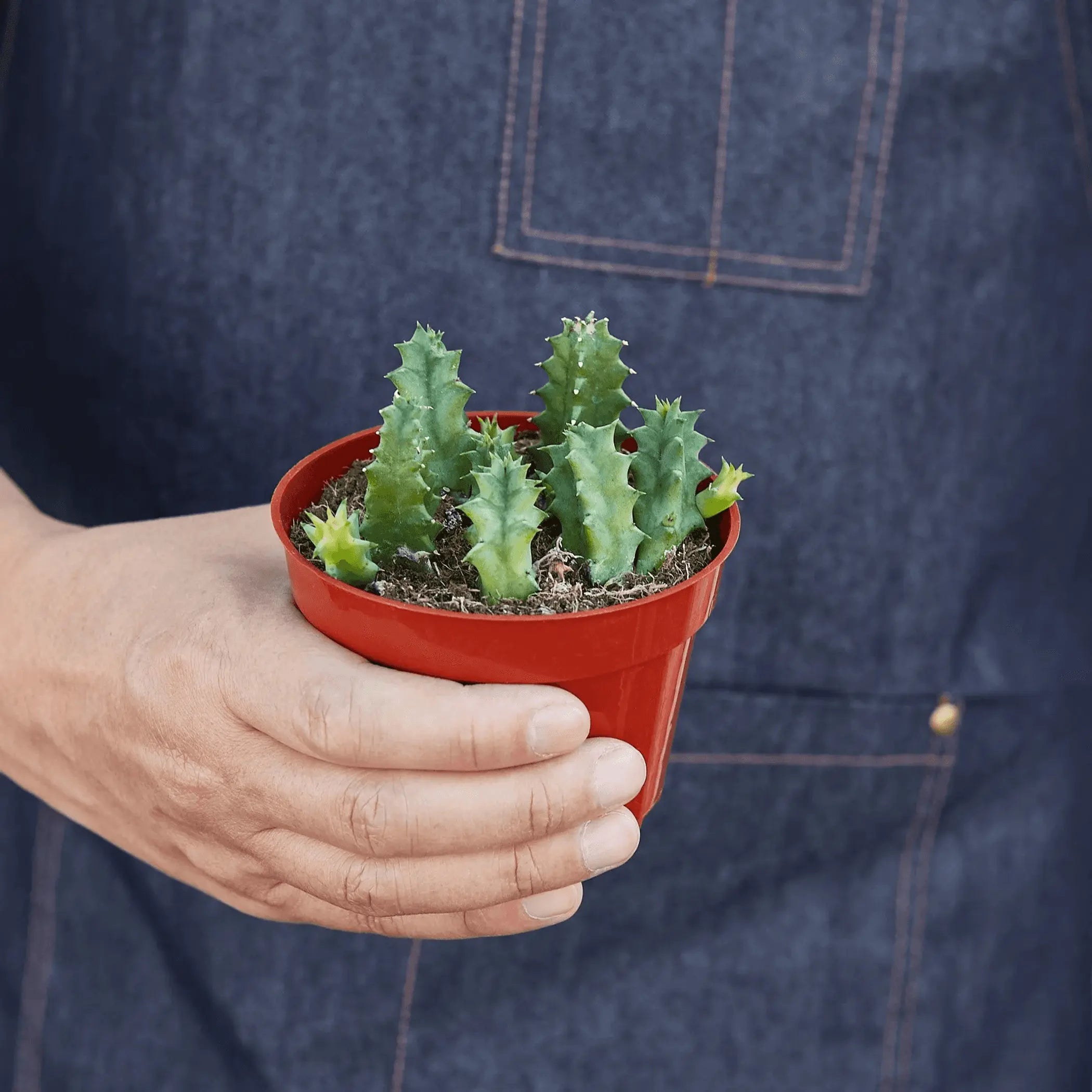 Lifesaver Cactus House Plant Wholesale