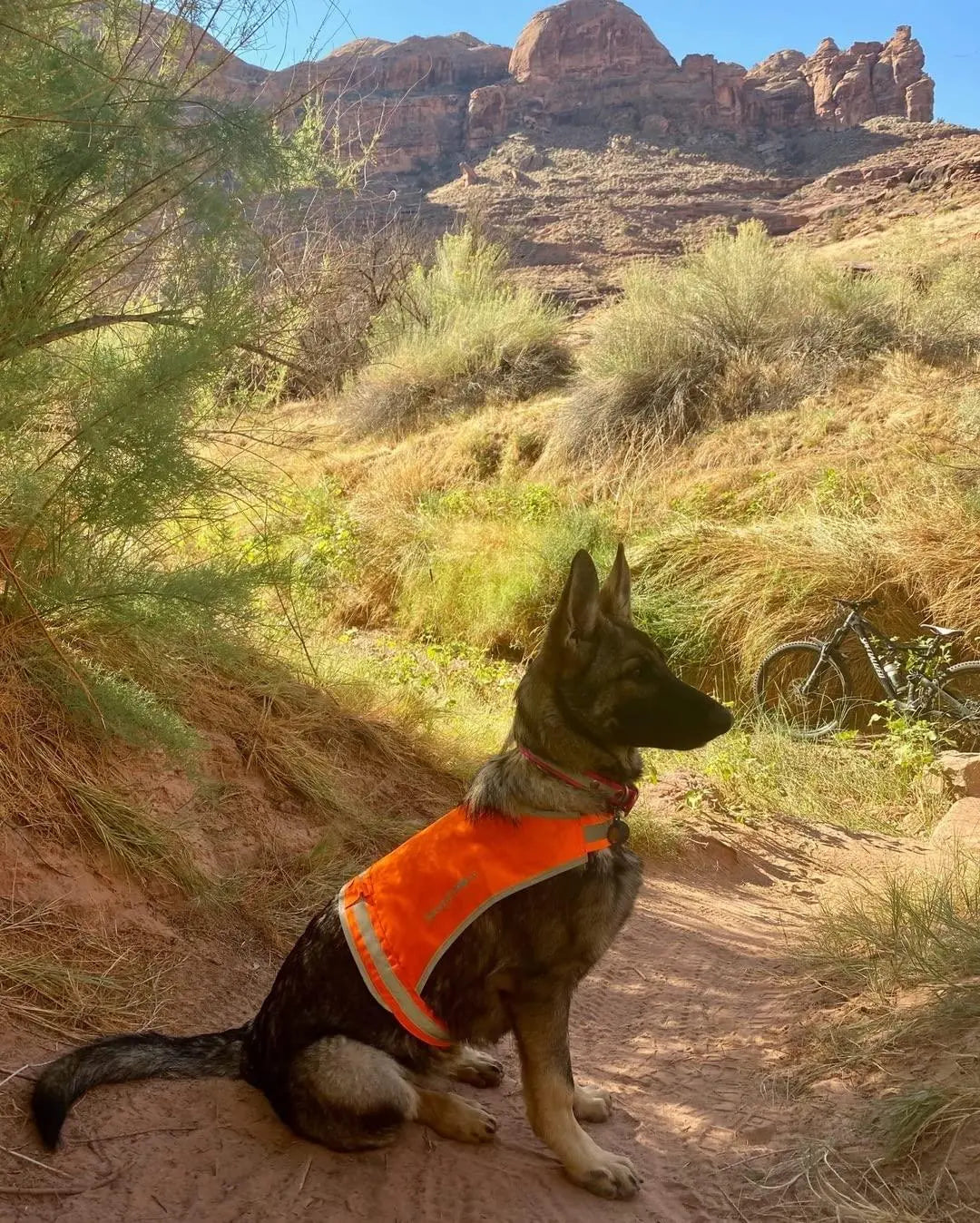 Lite Dog Vest. Coverage to Mid Back. Reflective Hi Visibility Blaze Orange Fluorescent Fabric Helps to Keep Them in Sight and Safe On and Off Leash. Safetypup Xd