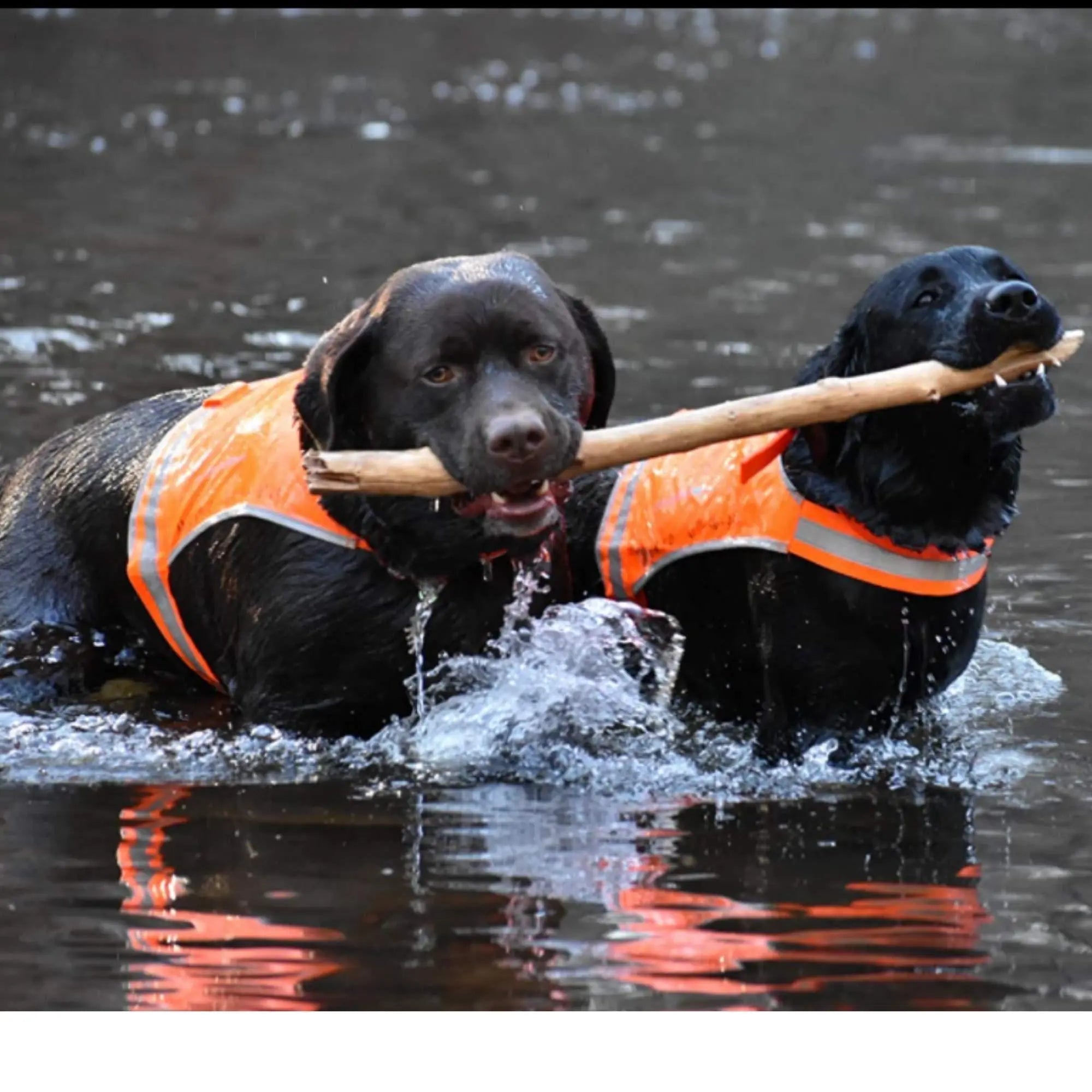 Lite Dog Vest. Coverage to Mid Back. Reflective Hi Visibility Blaze Orange Fluorescent Fabric Helps to Keep Them in Sight and Safe On and Off Leash. Safetypup Xd