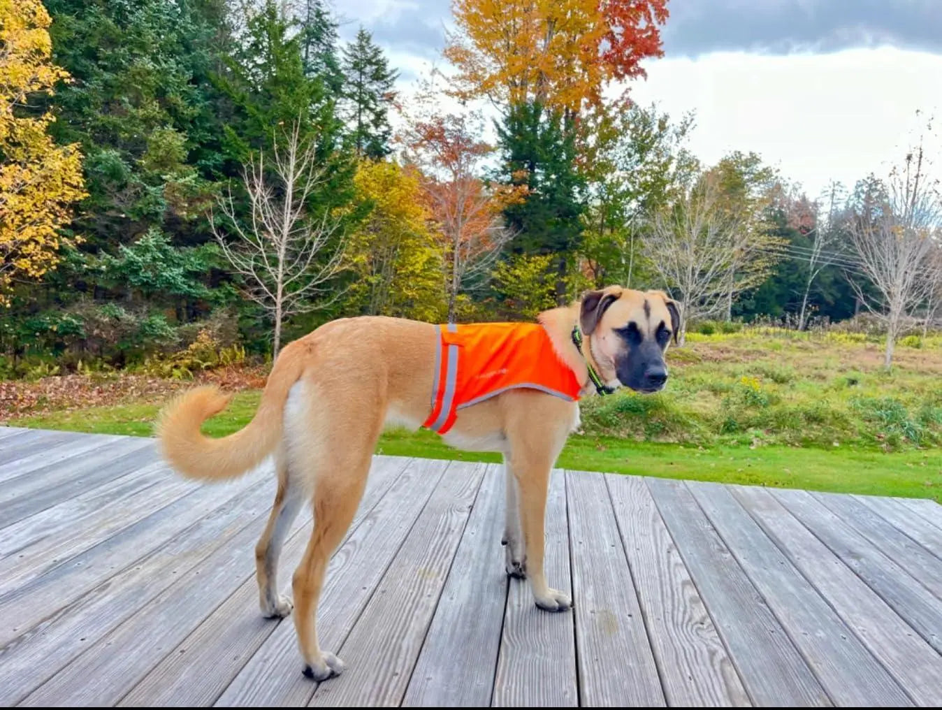 Lite Dog Vest. Coverage to Mid Back. Reflective Hi Visibility Blaze Orange Fluorescent Fabric Helps to Keep Them in Sight and Safe On and Off Leash. Safetypup Xd