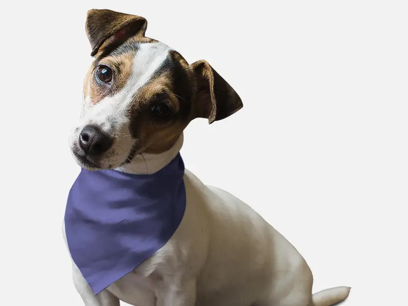 Lovely Lavender Bandoggies