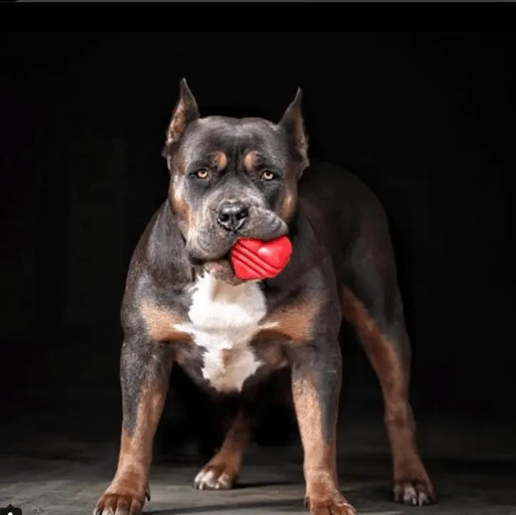Rottweiler with a muscular build holding a bright red rubber toy, set against a dark background.
