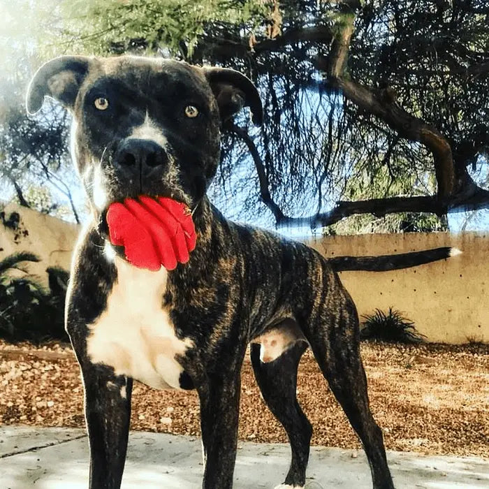 Brindle dog holding a vibrant red rubber toy, set against a natural, sunlit outdoor background.