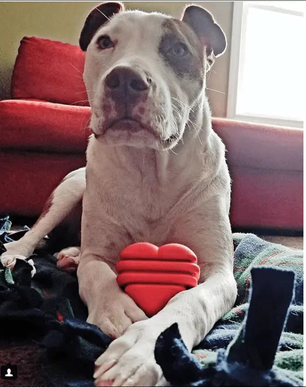 White and brown dog resting with a red heart-shaped toy on a blue and green plaid blanket.