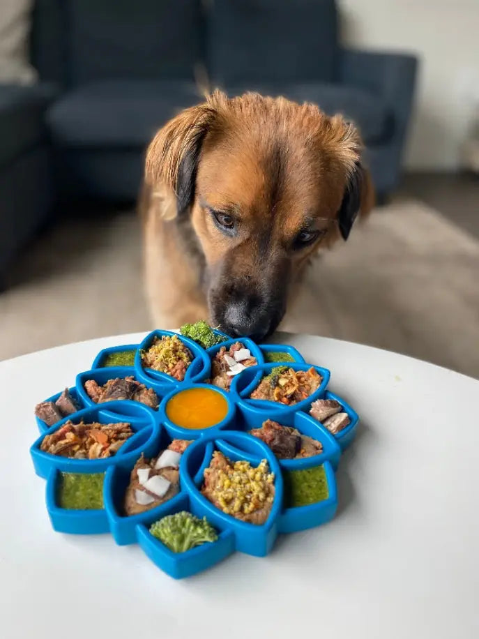 Mandala Design eTray Enrichment Tray for Dogs SodaPup