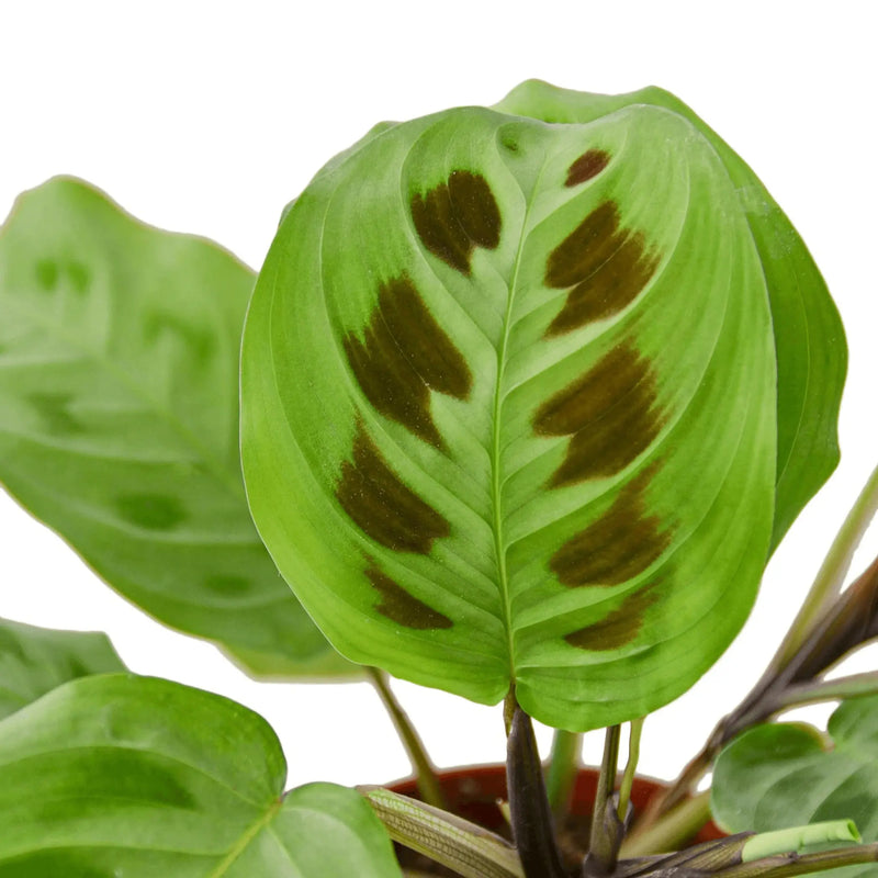 Maranta 'Leuconeura' House Plant Wholesale