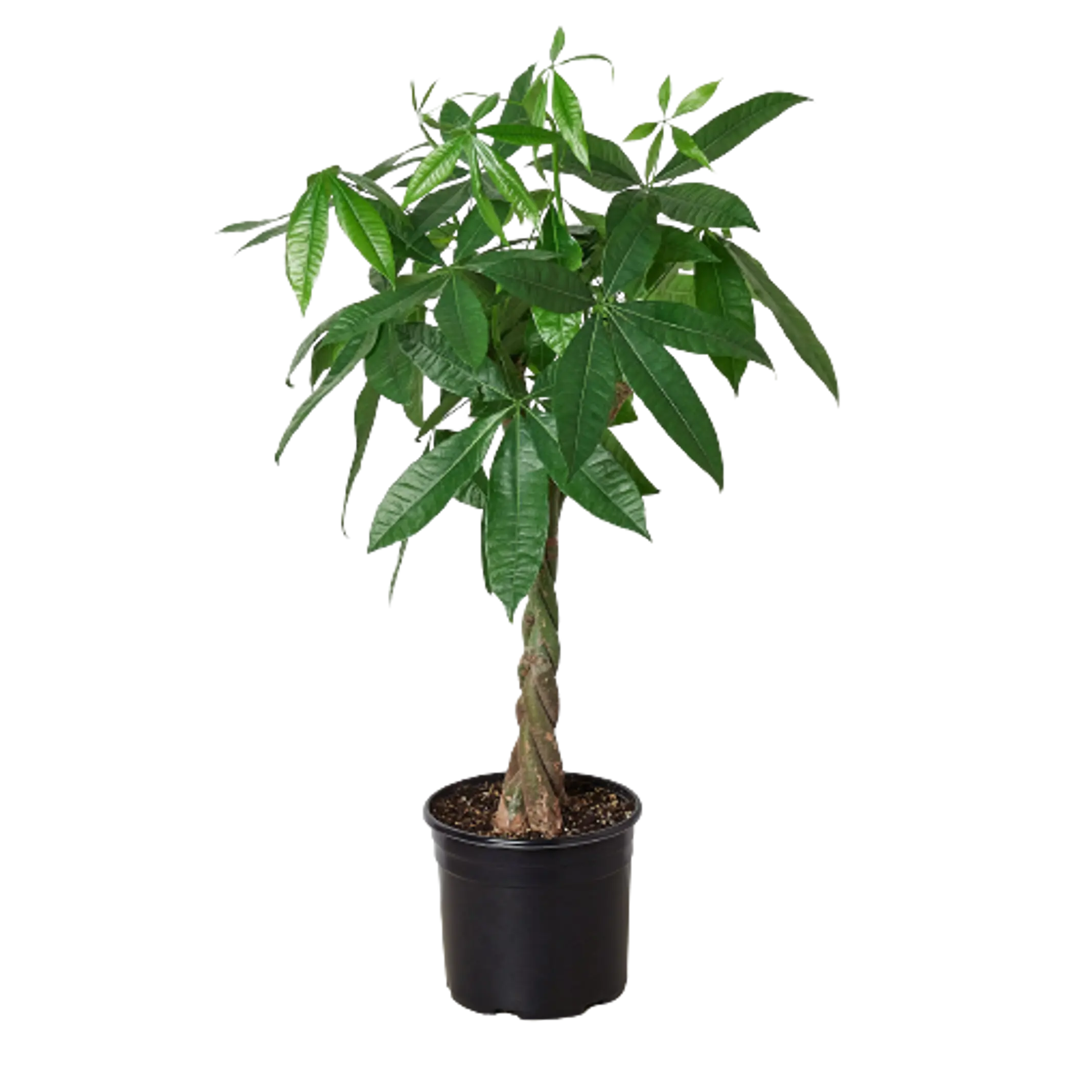 Money Tree 'Guiana Chestnut' Pachira Braid - 10" Pot House Plant Dropship