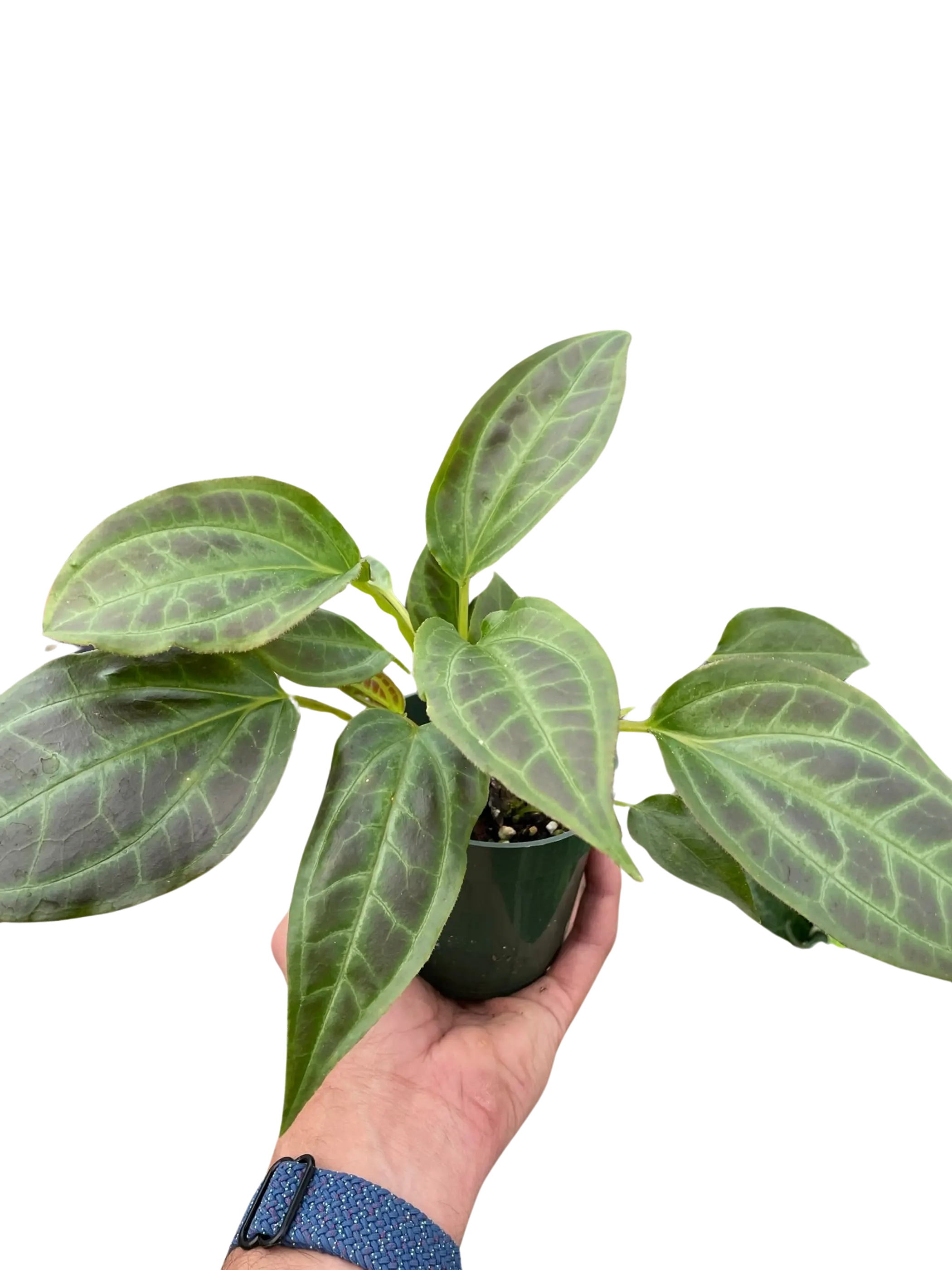 Monolena 'Primuliflora' House Plant Wholesale