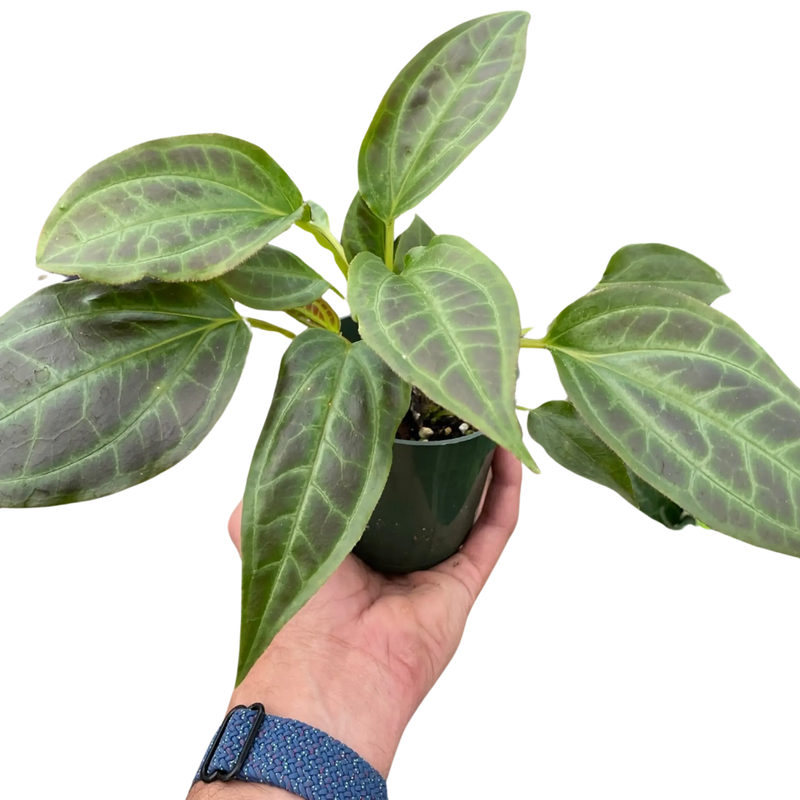 Monolena 'Primuliflora' House Plant Wholesale