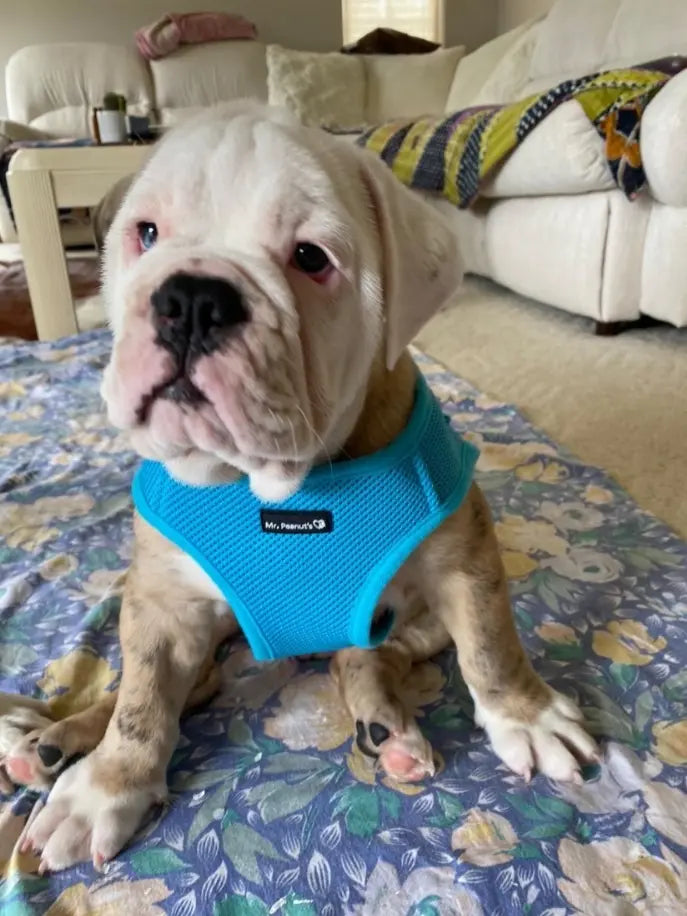 Mr. Peanut's PupTrek Small Dog/Cat Soft Mesh Step In Harness Vest Mr. Peanut's Premium Products