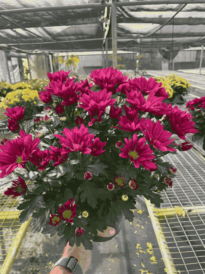 Mums (Chrysanthemum) House Plant Wholesale