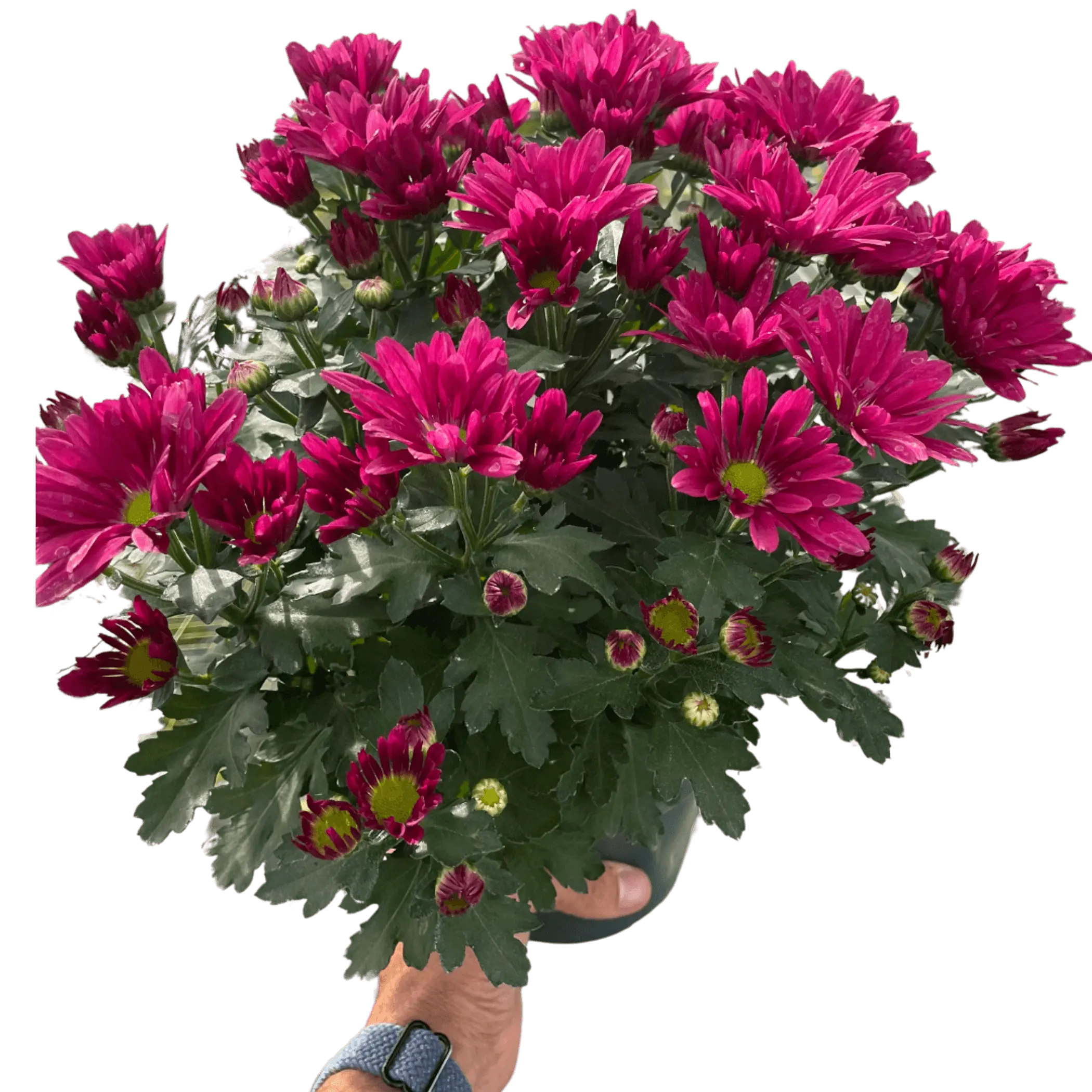 Mums (Chrysanthemum) House Plant Wholesale