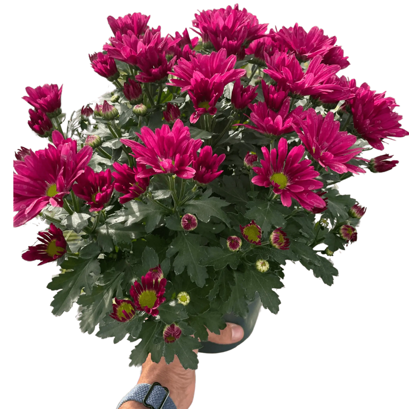 Mums (Chrysanthemum) House Plant Wholesale
