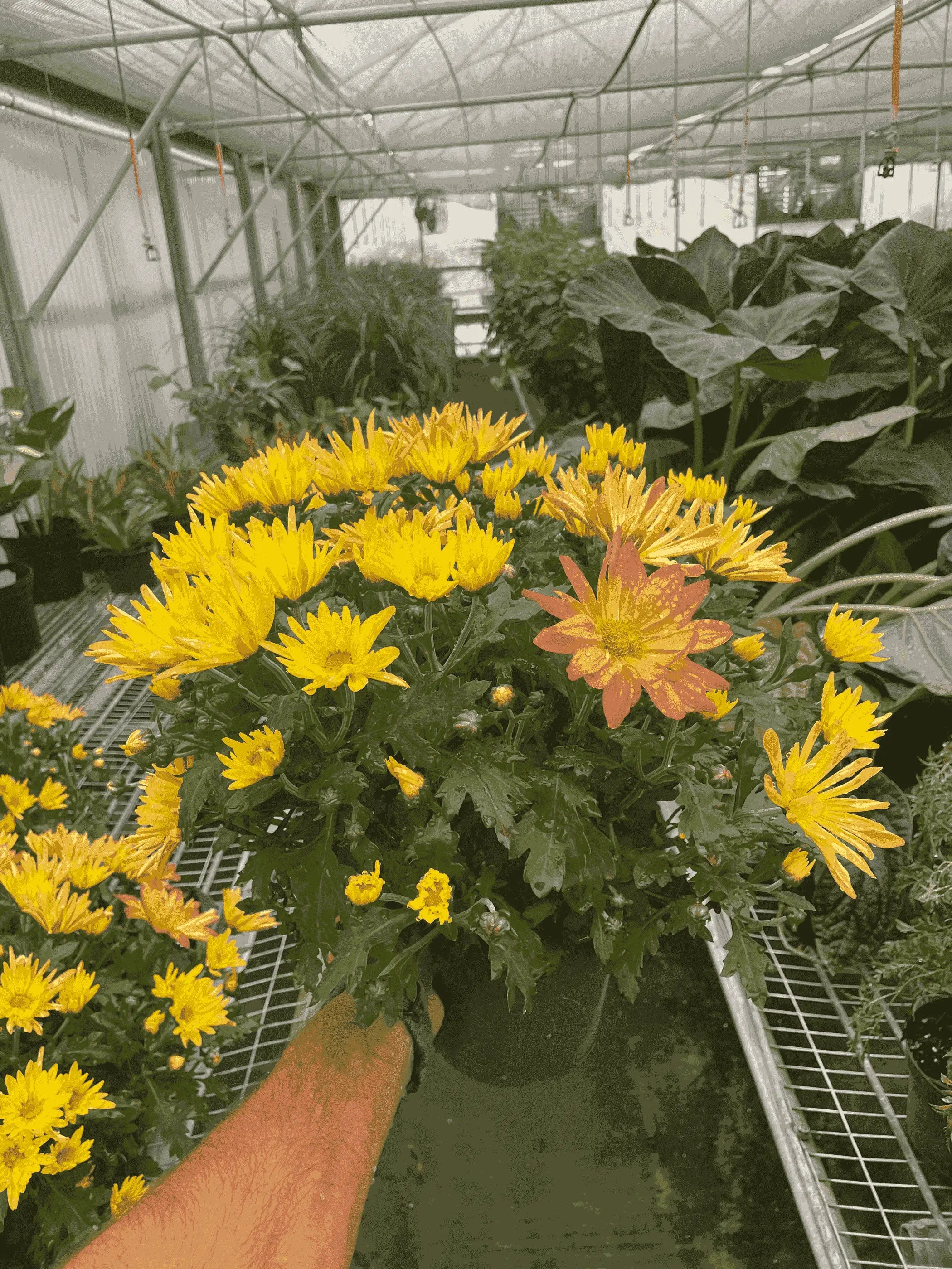 Mums (Chrysanthemum) House Plant Wholesale
