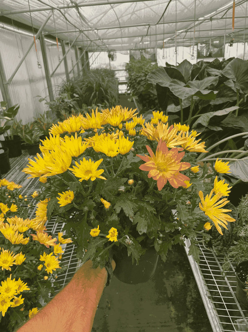 Mums (Chrysanthemum) House Plant Wholesale