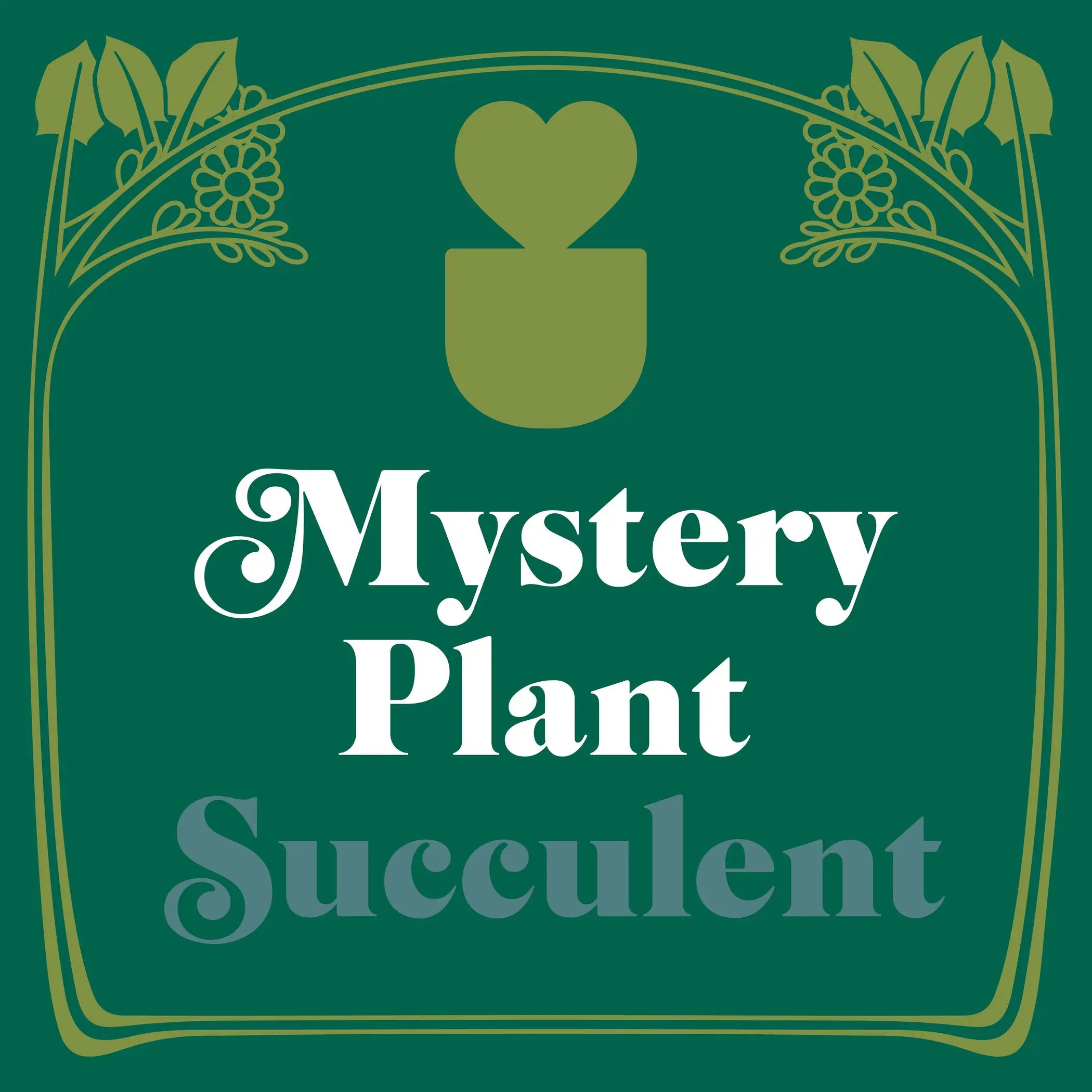 Mystery Succulent House Plant House Plant Dropship