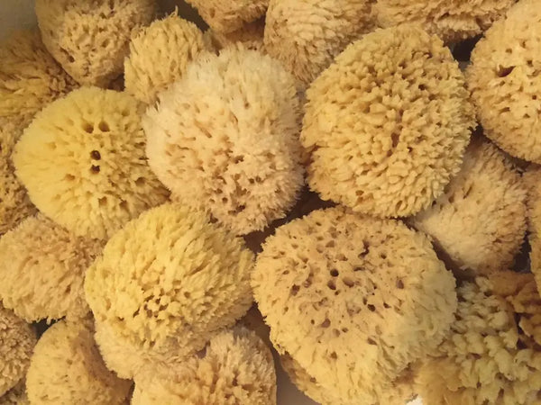 Natural Sea Wool Sponge Grecian Soap