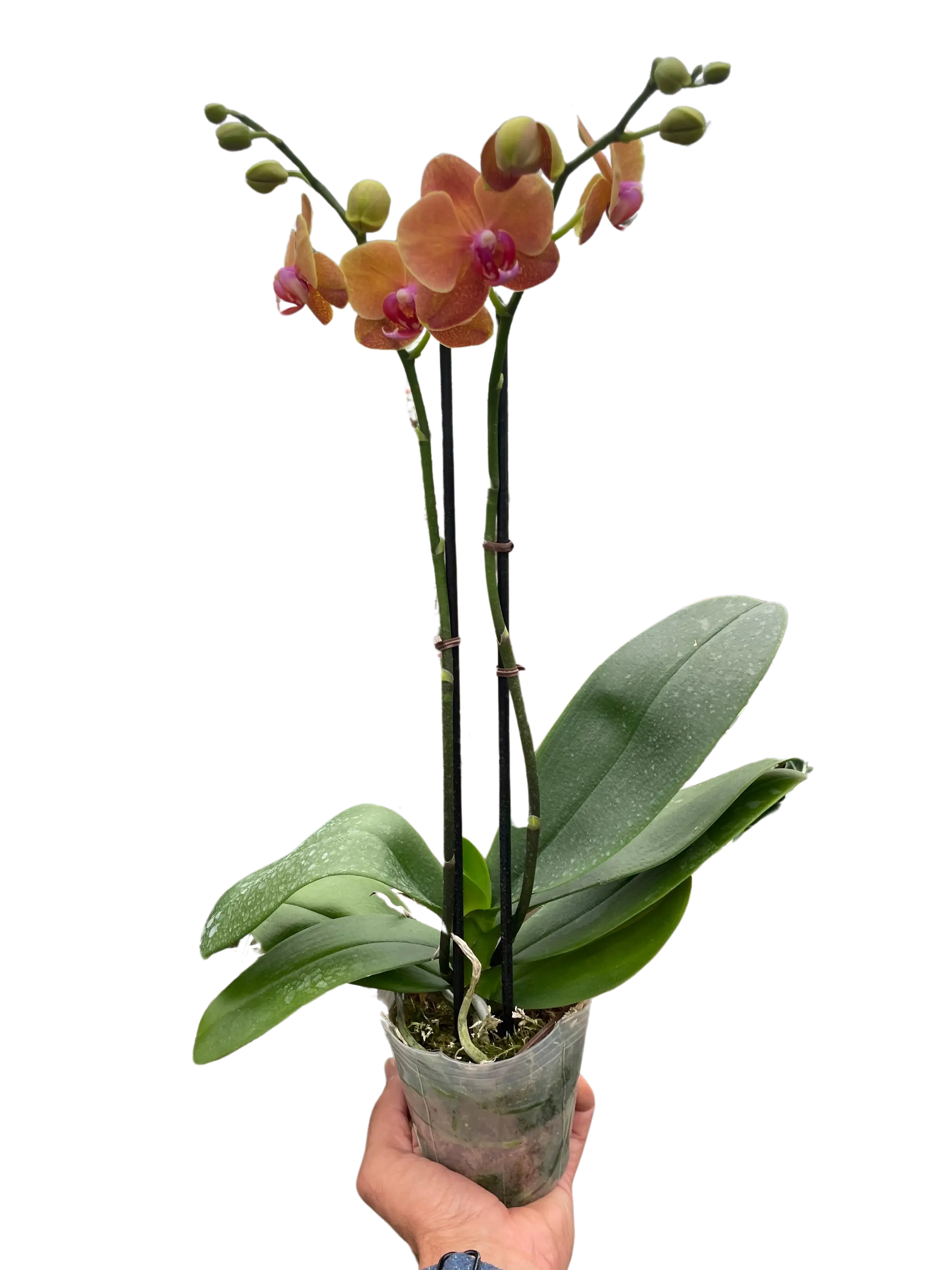 Orchid 'Orange Phalaenopsis' House Plant Wholesale