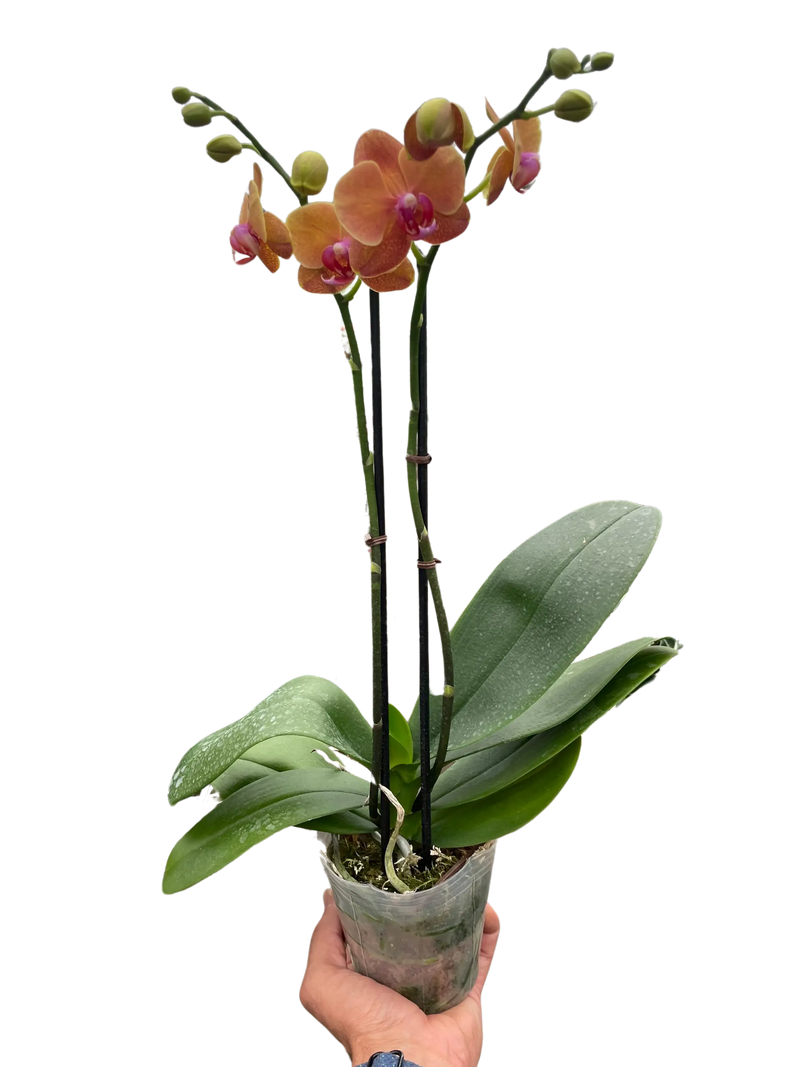 Orchid 'Orange Phalaenopsis' House Plant Wholesale