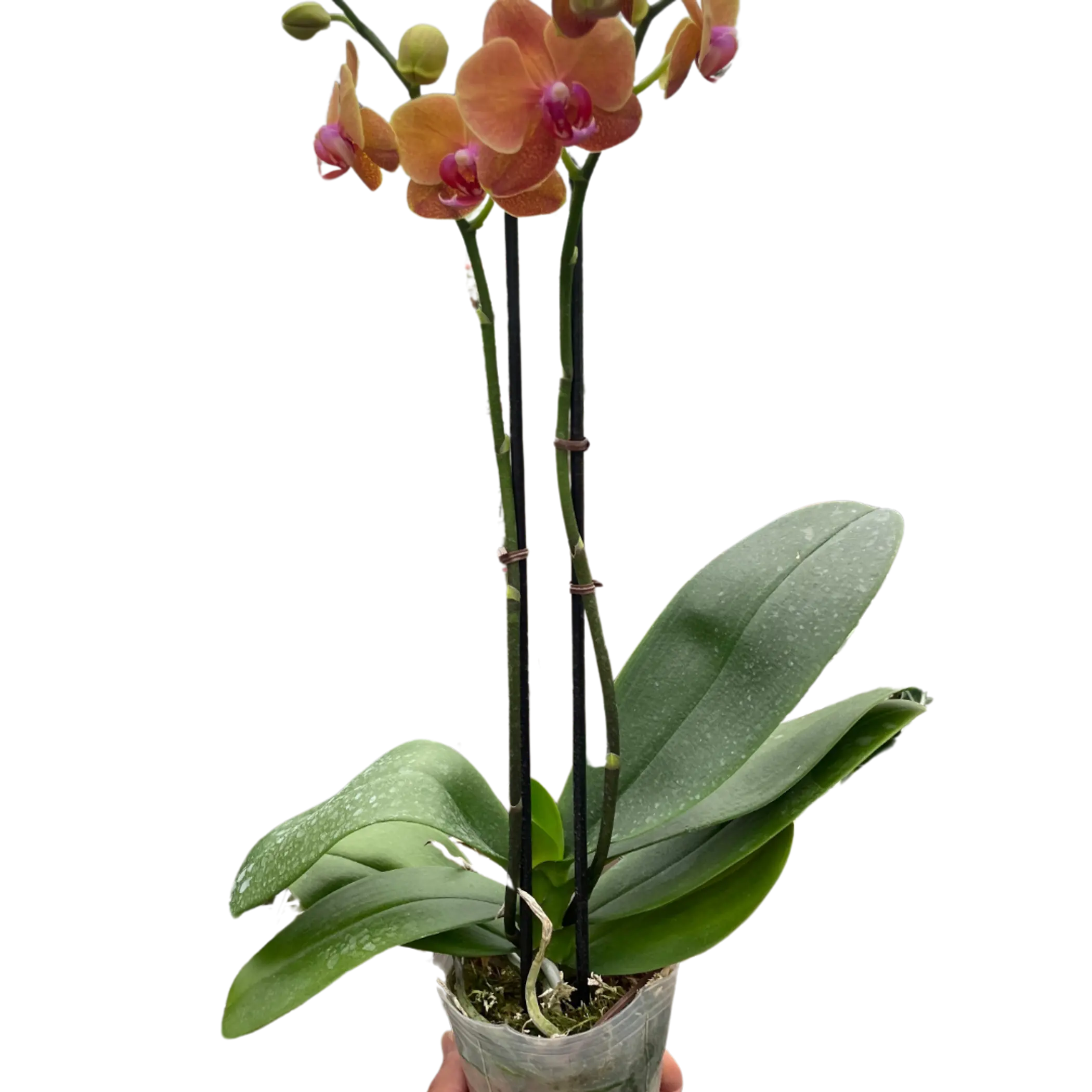 Orchid 'Orange Phalaenopsis' House Plant Wholesale