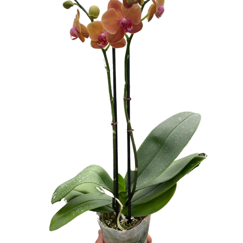Orchid 'Orange Phalaenopsis' House Plant Wholesale
