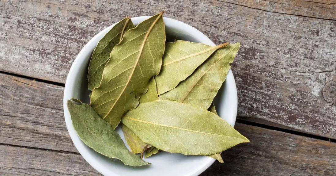 Organic Bay Leaf Three Witches