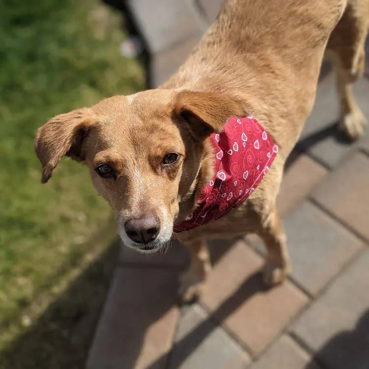 Over-The-Collar Dog Bandana That's Sew LambMa