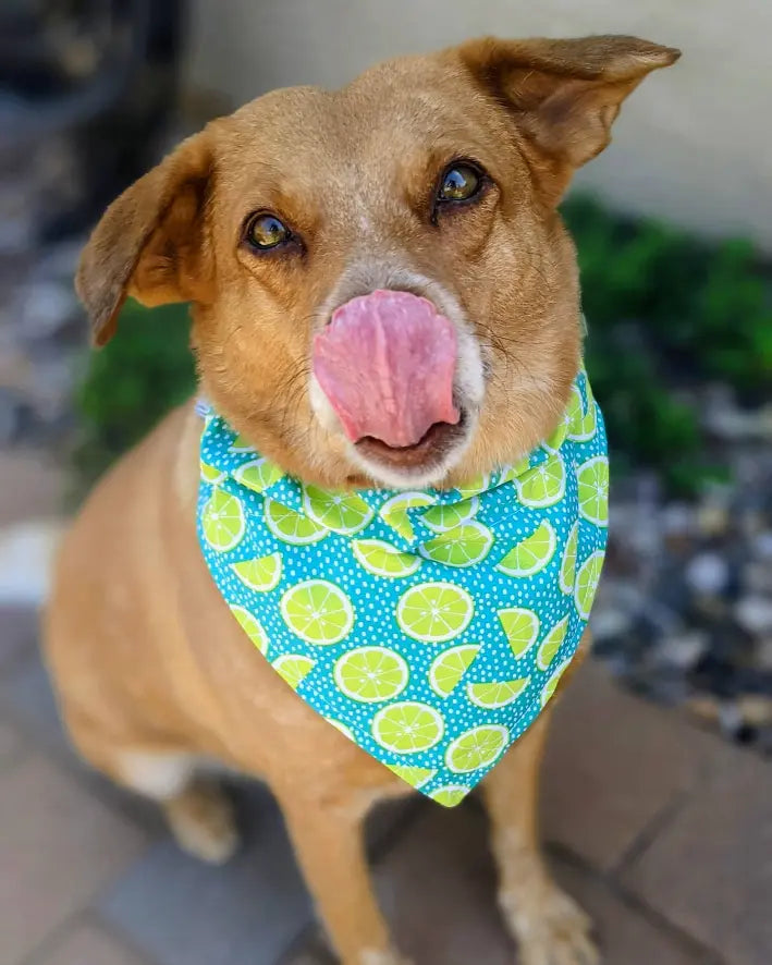 Over-The-Collar Dog Bandana That's Sew LambMa
