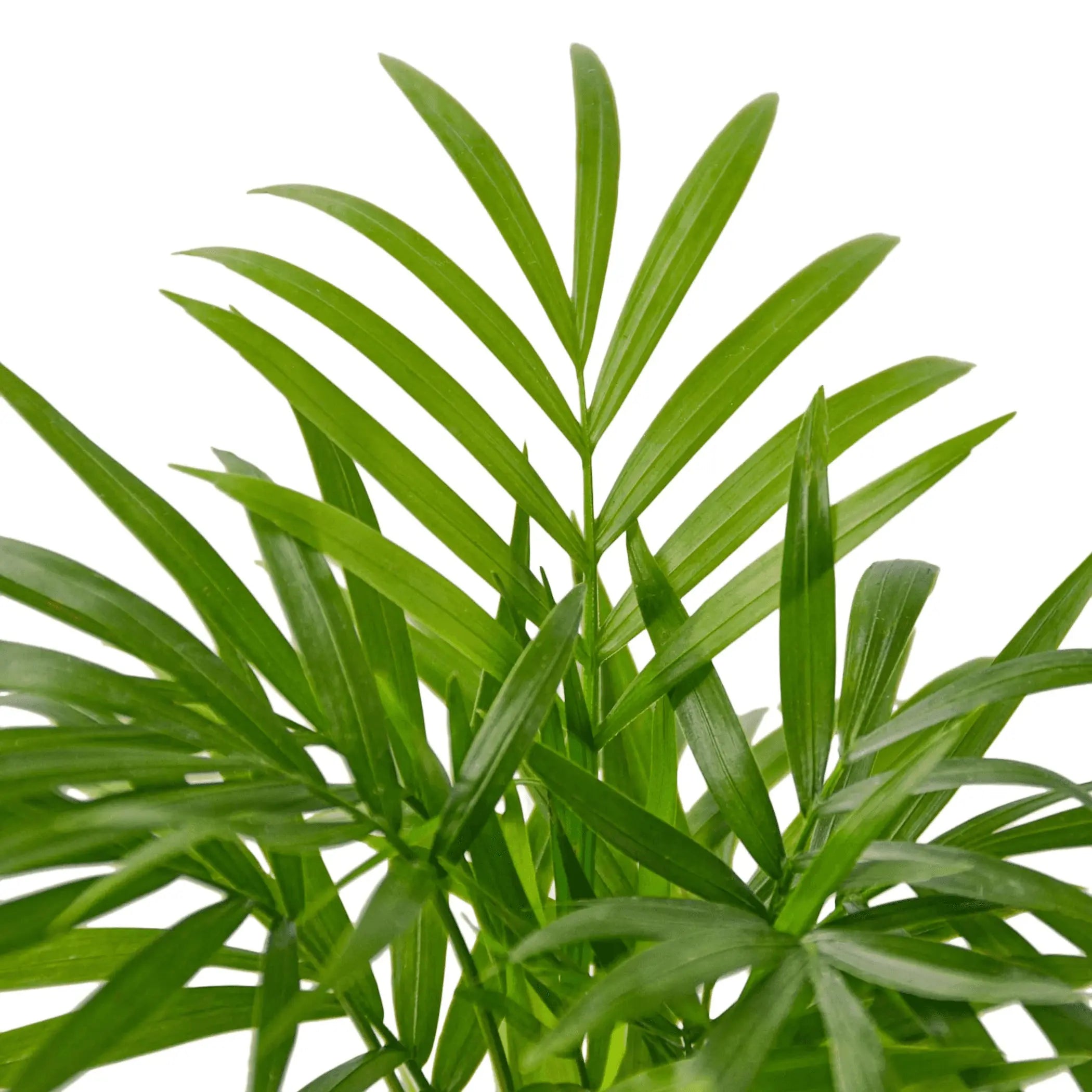Parlor Palm House Plant Wholesale