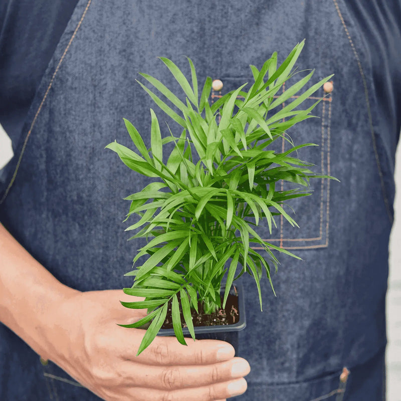 Parlor Palm House Plant Wholesale