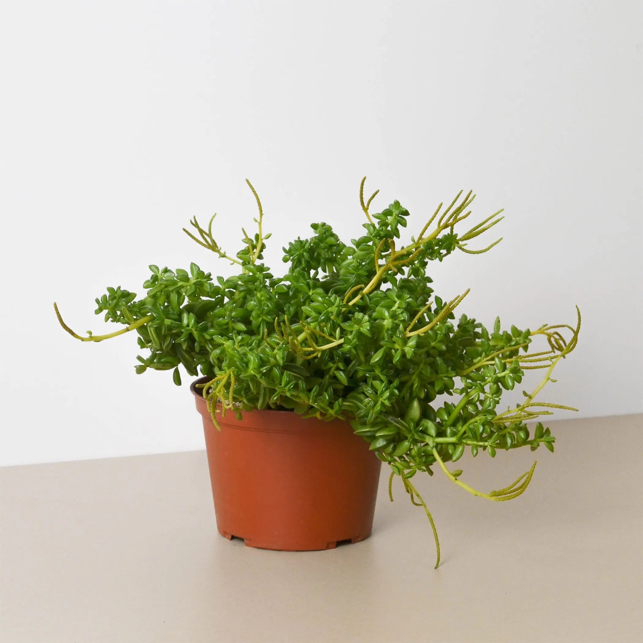 Peperomia 'Axillaris' House Plant Dropship