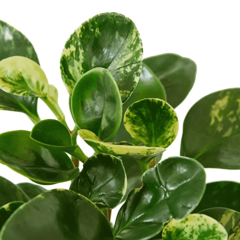 Peperomia 'Marble' House Plant Wholesale
